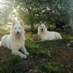 Traditional Tunisian Houses - Beja (Bajah)