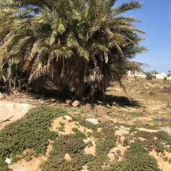 Djerba Golf Club - Djerba