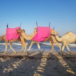 Seguia Beach - Djerba