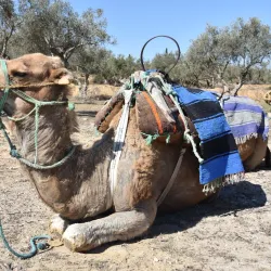 Hammamet Beach - Hammamet
