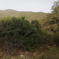 Kroumirie Mountains - Jendouba