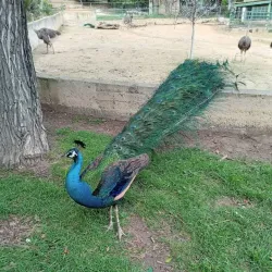 Belvedere Park (Parc du Belvédère) - Manouba
