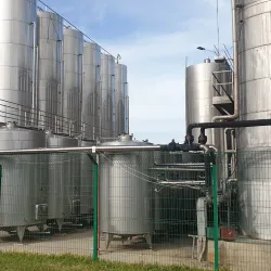 Mornag Vineyards - Mornag