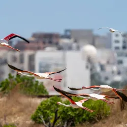 Sahline Salt Marshes - Sahline