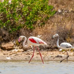 Sahline Salt Marshes - Sahline