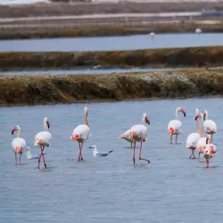 Sahline Salt Marshes - Sahline