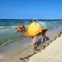 Skanes Beach - Sahline