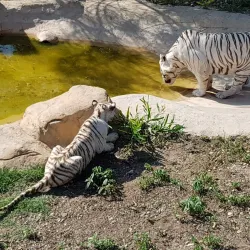 Sousse Zoo - Sousse