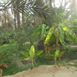 Tozeur Palm Groves - Tozeur