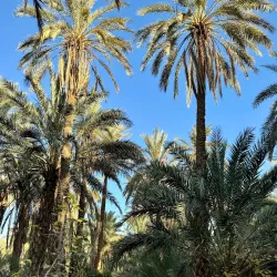 Tozeur Palm Groves - Tozeur