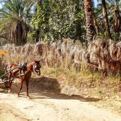 Tozeur Palm Groves - Tozeur