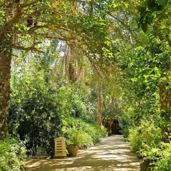 Tozeur Palm Groves - Tozeur
