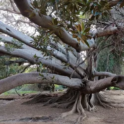 Belvedere Park - Tunis
