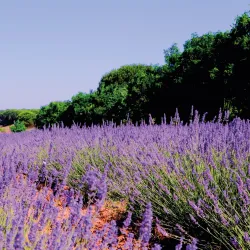 Sakarya Botanical Park - Adapazari (Sakarya)