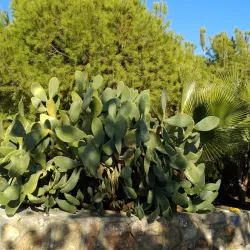 Dim Cave (Dim Mağarası) - Alanya