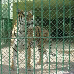 Atatürk Forest Farm and Zoo (Atatürk Orman Çiftliği) - Ankara