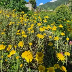 Camili Village - Artvin
