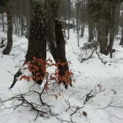 Mount Uludağ National Park - Bursa