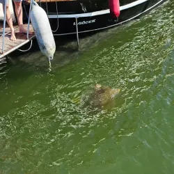 Dalyan River Boat Tours - Dalyan