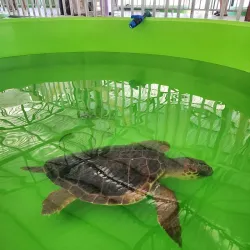 Iztuzu Beach (Turtle Beach) - Dalyan