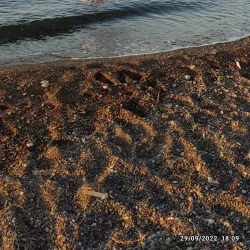 Akçakoca Beach - Duzce