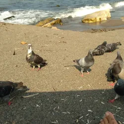 Akçakoca Beach - Duzce