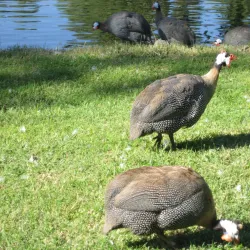 Izmir Wildlife Park - Izmir