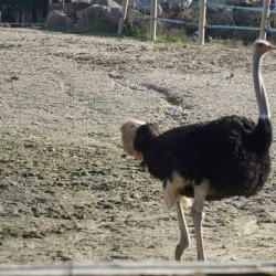 Izmir Wildlife Park - Izmir