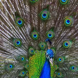 Izmir Wildlife Park - Izmir
