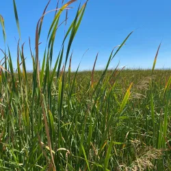 Sultan Marshes (Sultan Sazlığı) - Kayseri