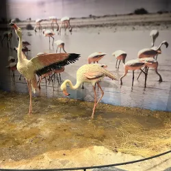 Kirsehir Archaeological Museum - Kirsehir