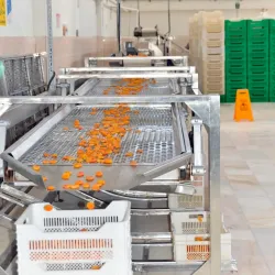 Malatya Apricot Festival - Malatya