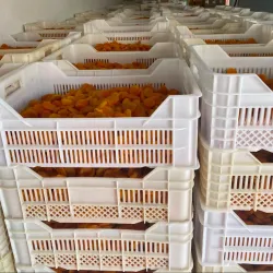 Malatya Apricot Festival - Malatya