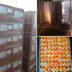 Malatya Apricot Festival - Malatya