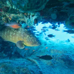 Atlantis Diving Center - Marmaris
