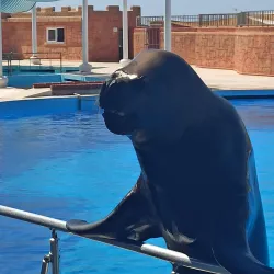 Sealanya Dolphinpark Seapark - Marmaris