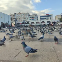 Mersin Grand Mosque (Ulu Camii) - Mersin