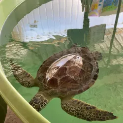 Dalyan River and Iztuzu Beach - Mugla