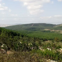 Aydos Forest (Aydos Ormanı) - Pendik