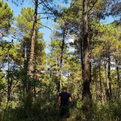Aydos Forest (Aydos Ormanı) - Pendik