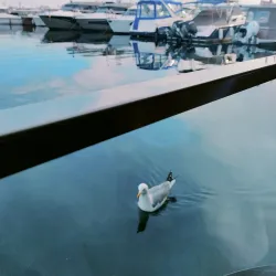 Pendik Marina - Pendik