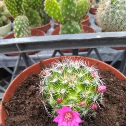 Samsun Botanic Garden - Samsun