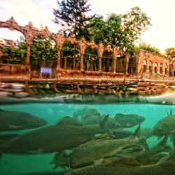 Halil-ur Rahman Lake - Sanliurfa