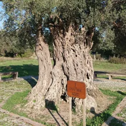 Teos Ancient Theater - Seferihisar