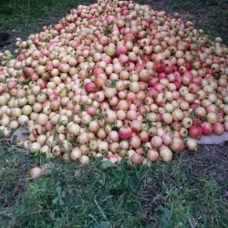 Zivzik Village - Siirt