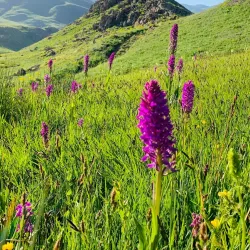 Uludere Village - Sirnak