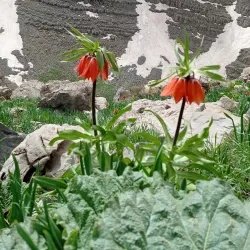 Uludere Village - Sirnak