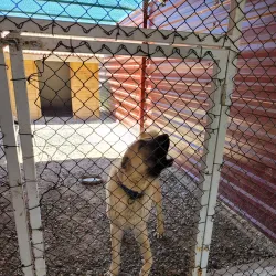 Kangal Dog Museum - Sivas