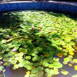 Ashgabat Botanical Garden - Anau