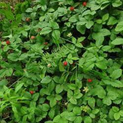 Ashgabat Botanical Garden - Anau